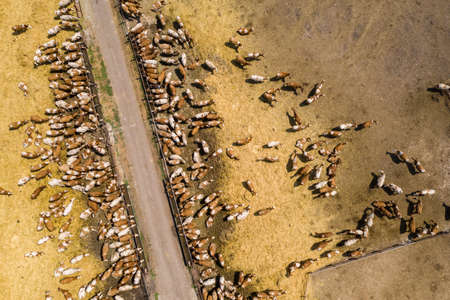 A herd of cows at a dairy farm. Aerial viewの写真素材
