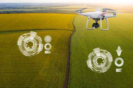 Drone flies over sunflower and corn fields and analyzes the ripeness of the crop. Concept of digital...