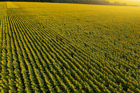 Aerial view of agricultural sunflower fieldの写真素材