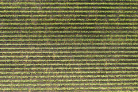 Aerial view of the summer apple orchard