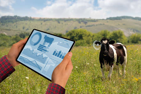 Farmer with tablet computer inspects cows at a dairy farm. Herd management concept.