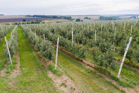 Aerial view of the farm with apple orchardの写真素材