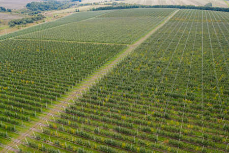 Aerial view of the farm with apple orchardの写真素材