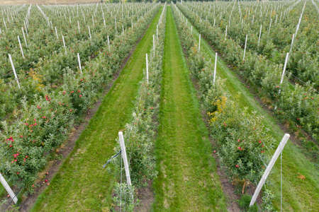 Aerial view of the farm with apple orchard