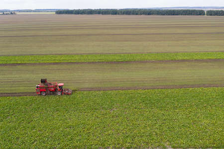 Combine harvester harvests sugar beetの写真素材