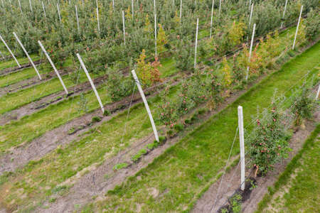 Aerial view of apple orchard