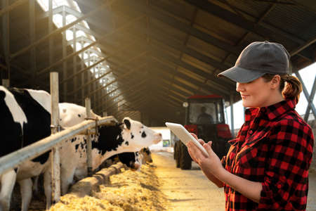 Farmer with tablet computer inspects cows at a dairy farm. Herd management concept.の写真素材