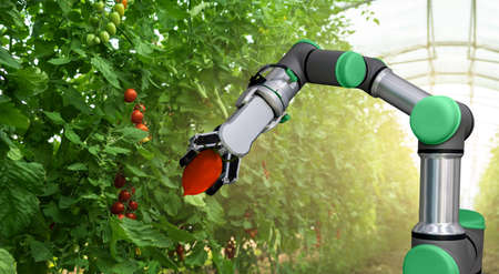 Robot is working in greenhouse with tomatoes. Smart farming and digital agriculture 4.0の写真素材