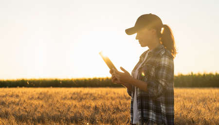 Farmer examines the field of cereals and sends data to the cloud from the tablet. Smart farming and...