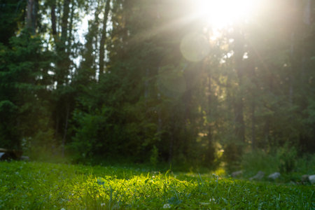 Sun rays through trees in forestの写真素材