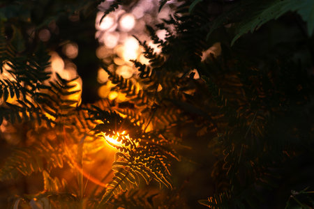 Sun rays through trees in forestの写真素材