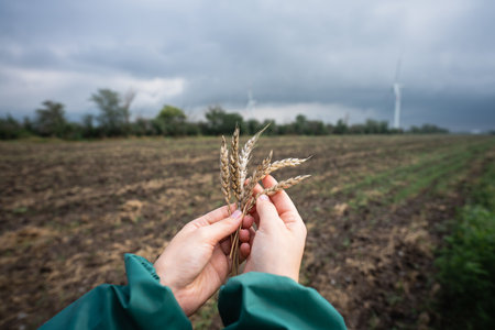 Farmer holds ears of wheat in hand. Wind generators in the backgroundの写真素材