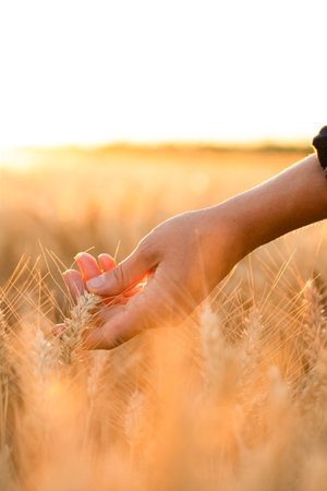 Woman farmer touches the ears of wheat on an agricultural field