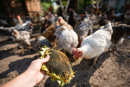 Feeding chickens with sunflower seeds on organic poultry farm. High quality photoの写真素材