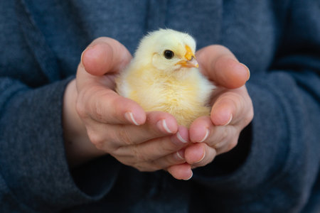Yellow chicken in farmer's hand. Poultry farm. High quality photoの写真素材