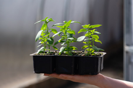 Farmer holding seedlings in pots. High quality photoの写真素材