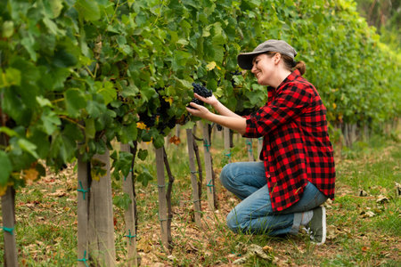 A woman farmer examines the vineyardの写真素材