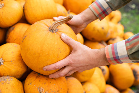 Farmer takes a pumpkin from a pile of pumpkinsの写真素材