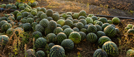 A pile of watermelons in the field at sunset..
