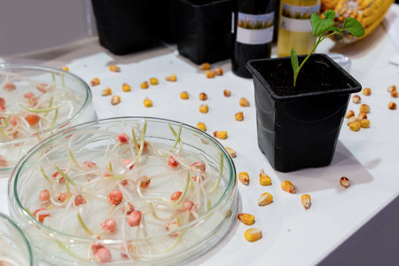 Growing wheat and beans in the laboratory. Smart technologies in agriculture..の写真素材
