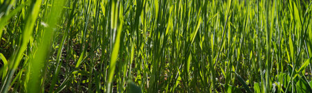 Summer background. Green grass close-up.の写真素材