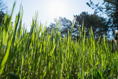 Summer background. Green grass close-up.