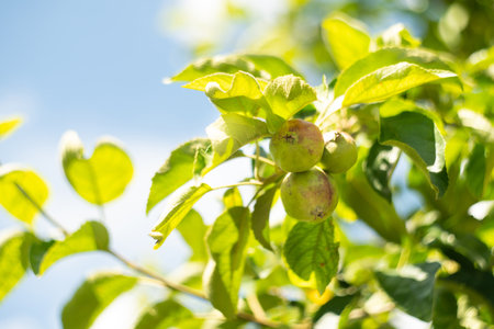 Apple trees on an organic fruit farm.の写真素材