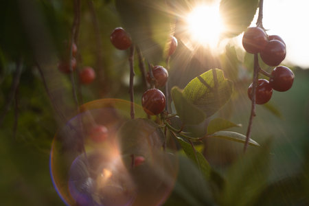 Cherry tree on an organic fruit farm.の写真素材