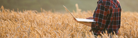 Woman farmer working with laptop on wheat field. Smart farming and digital agriculture..の写真素材