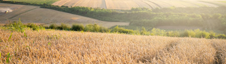 Golden wheat field in sunset.