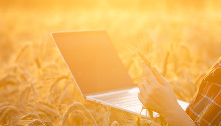 Woman farmer working with laptop on wheat field. Smart farming and digital agriculture..の写真素材