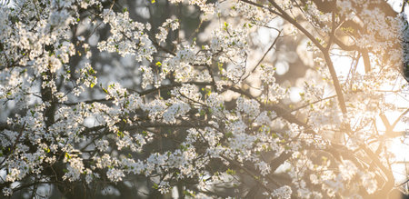 Background of blooming cherry branches in the sunlight...