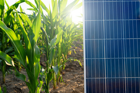 Solar panel and wind turbine on a corn field. Sustainable energy
