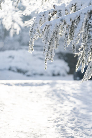 Snow covered trees. Winter forest.の写真素材