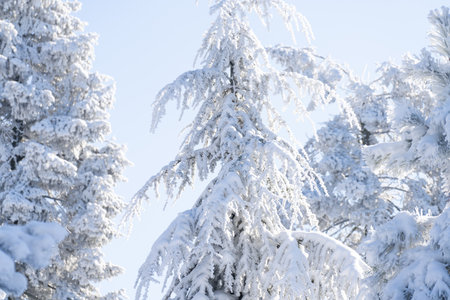 Snow covered trees. Winter forest.の写真素材