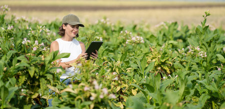 Female farmer with digital tablet on a tobacco field.