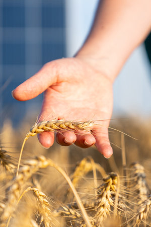 Farmer touches ear of wheat. Close up. Solar panel in the background.の写真素材