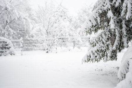 Snow covered trees. Winter forest.の写真素材