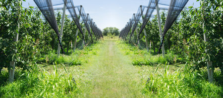 Cherry trees covered with net on an organic fruit farm.の写真素材