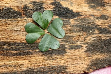 green hearts, with background of bark, with a four-leaf clover figureの写真素材