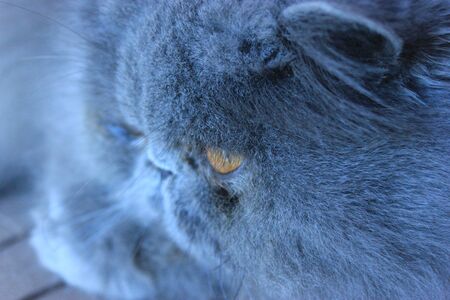 background with beautiful gray Persian cat, with thick coat and blue reflectionsの写真素材
