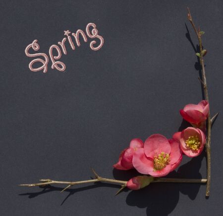 black background with flower twigs dedicated to spring