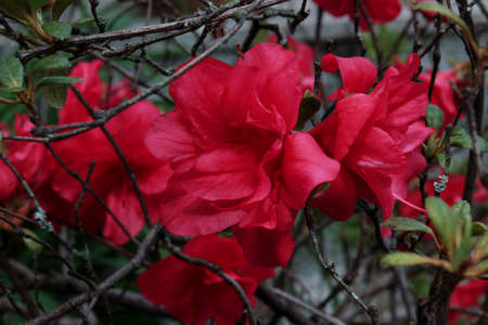 detail of a fuchsia azal branch in full spring bloomの写真素材