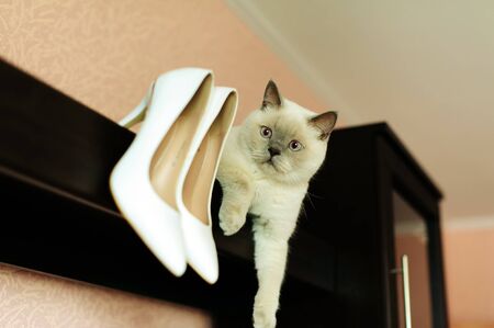 Cute cat with funny emotions near white wedding shoes. Morning bride's. Preparing for the wedding at home. Wedding day concept.の写真素材