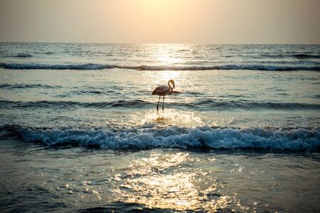 Flamingos on the ocean in the rays of setting sun. Lonely Flamingo at sunset over the sea. Big bird walks in the surf.の写真素材