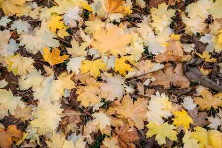 Fallen maple leaves on the green grass. Late autumn, change of season.の写真素材