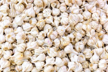 Lots of dry garlic heads in asian street market, close-up. Garlic background.の写真素材