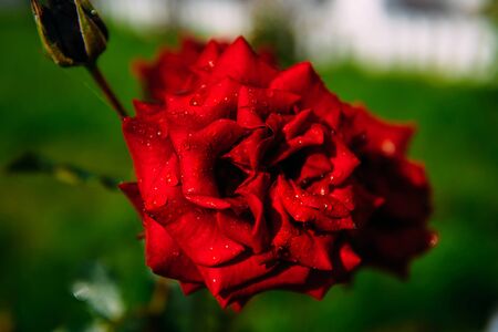 Bright red rose with water drops on the petals in garden on a background of blurred greenery, macro. Beautiful rose flower, close-up.の写真素材