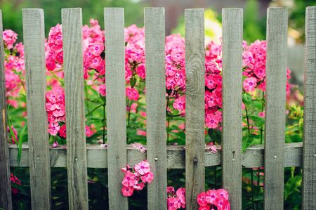 Modest pink flowers behind a wooden fence in the village. Simple rural life, rustic garden.の写真素材
