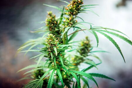 Hemp branch in flowering close-up. Green leaves and cannabis seeds, selective focus. Standoff between drug and medicine. Plant addictive.の写真素材